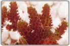 Pink Birdsnest Coral